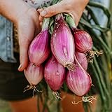 Long Red Florence Onion - 50 Seeds - Heirloom & Open-Pollinated Variety, Non-GMO Vegetable Seeds for Planting Outdoors in The Home Garden, Thresh Seed Company Photo, best price $7.99 ($0.16 / Count) new 2024