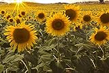 Dwarf Sunflower Seeds for Planting Photo, best price $6.99 new 2024