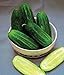 Photo Cucumber, National Pickling Cucumber Seed, Heirloom,25 Seeds, Great for Pickling