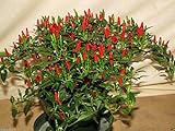 Small Thai Chili Hot Pepper Seeds - Hot Heirloom Chili from Thailand!!(25 - Seeds) Photo, best price $3.59 ($0.14 / Count) new 2024