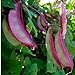 Photo 10+ Hyacinth Bean Asia Hyacinth Bean Seeds Purple Flower Lablab purpureus Vegetable Non-GMO
