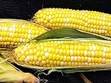 Early Sunglow Hybrid (su) Corn Seeds - Non-GMO Photo, best price $6.99 ($9.99 / Ounce) new 2024