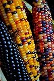 NIKA SEEDS - Vegetable Corn Montana Mix Heirloom for Salads - 50 Seeds Photo, best price $8.95 ($0.18 / Count) new 2024