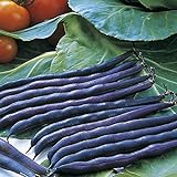 Purple Queen Bush Bean Seeds - 50 Count Seed Pack - Upright, Compact, and Bushy, This Variety is Easy to Grow and Pick. - Country Creek LLC Photo, best price $3.29 new 2024