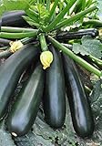 Seeds Zucchini Squash Black Beauty Vegetable for Planting Heirloom Non GMO Photo, best price $7.99 new 2024