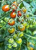 Moby Grape Tomato Seed Photo, best price $6.95 new 2024