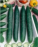 Burpless #26 Hybrid Cucumber Seeds - Cucumis Sativus - 0.5 Grams - Approx 18 Gardening Seeds - Vegetable Garden Seed Photo, best price $2.99 new 2024
