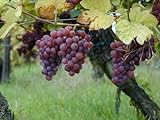 5 Samen von Vitis vinifera Gewurtztraminer WEIN Traubenkernen Foto, bester Preis 14,99 € neu 2024