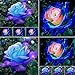 Foto AchidistviQ 50 Unids Rare Pink Blue Rose Semillas Hermosa Flor Fragante Planta De Rosa Semillas De Plantas De Jardín Pot Bonsai Semillas De Flores Ornamentales Semillas de rosa azul rosa