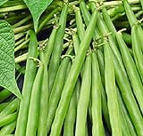25 Greencrop Bush Bean Seeds | Non-GMO | Heirloom | Instant Latch Fresh Garden Seeds Photo, best price $5.95 new 2024