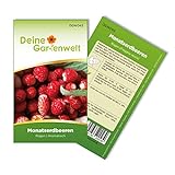 Monatserdbeeren Rügen Samen - Fragaria vesca - Erdbeersamen - Obstsamen - Saatgut für 70 Pflanzen Foto, bester Preis 1,99 € (0,03 € / stück) neu 2024