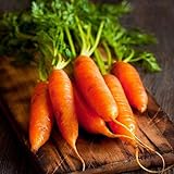Red Cored Chantenay Carrot Seeds, 1000 Heirloom Seeds Per Packet, Non GMO Seeds Photo, best price $5.99 ($0.01 / Count) new 2024