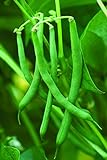 Burpee Blue Lake 47 Bush Bean Seeds 2 ounces of seed Photo, best price $6.79 ($3.40 / Ounce) new 2024