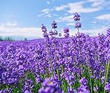 French Provence Lavender,Very Fragrant Bees Lavender,Perennial winterhardy Perennial 10000 Seeds Photo, best price $10.65 ($0.00 / Count) new 2024