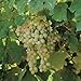 Foto 5 Samen von Vitis labrusca NIAGARA Traubenkernen