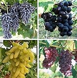 Natural Fruit Seeds Multi-Varieties Grape Seedsfruit Seeds 30Pcs Photo, best price $7.89 new 2024
