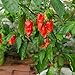Photo Ghost Pepper Seeds for Planting, Bhut Jolokia, 25 Seeds, by TKE Farms & Gardens, Instructions Included