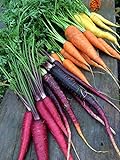 Rainbow Blend Carrot Seeds, 500+ Heirloom Seeds, (Isla's Garden Seeds), 85% Germination Rate, Non GMO Seeds, Botanical Name: Daucus carota Photo, best price $6.75 ($0.01 / Count) new 2024