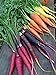 Photo Rainbow Blend Carrot Seeds, 500+ Heirloom Seeds, (Isla's Garden Seeds), 85% Germination Rate, Non GMO Seeds, Botanical Name: Daucus carota