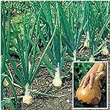 Kelsae Sweet Giant Onions (Guinness Record) Seeds Photo, best price $4.69 new 2024