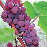 HeirloomSupplySuccess TM 25 Catawba Grape Seeds Photo, best price $7.99 new 2024
