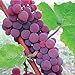 Photo HeirloomSupplySuccess TM 25 Catawba Grape Seeds