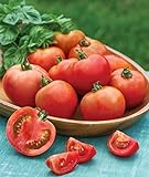 Burpee Early Girl Tomato Seeds 50 seeds Photo, best price $7.37 ($0.15 / Count) new 2024