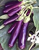 Eggplant , Long Purple Eggplant Seeds, Heirloom, Non GMO, 25 Seeds, Garden Seed, Long Purple, Heirloom, Non GMO, 25+Seeds, Garden Seed Photo, best price $1.99 ($0.08 / Count) new 2024