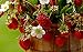 Photo KIRA SEEDS - Alpine Strawberry Regina - Everbearing Fruits for Planting - GMO Free