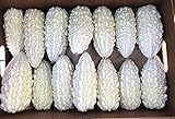 Exotic White Bitter Gourd Seeds for Planting - 10 Seeds White Bitter Melon - Rare and Hard to Find. Ships from Iowa, USA Photo, best price $10.29 ($1.03 / Count) new 2024