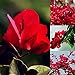Foto Semillas para jardinería, 20 semillas de flores rojas de buganvilla ornamentales para decoración de jardín, jardín, semillas rojas de buganvilla