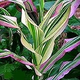Candy Striped Corn Seeds for Planting (10 Rare Seeds) - Corn with Rainbow Colors Photo, best price $7.96 ($0.80 / Count) new 2024