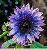 Sunflower Seeds for Planting 50 Pcs Seeds Rare Exotic Purple Garden Seeds Sunflowers Photo, best price $9.90 ($0.20 / Count) new 2024