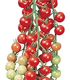 Burpee Super Sweet 100' Hybrid Cherry Tomato, 50 Seeds Photo, best price $7.67 new 2024