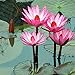 Foto Flores floreciendo en el agua,Tesoros de jardinería,Semillas de nenúfar,Planta ornamental misteriosa-30 Pcs