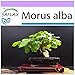 Foto SAFLAX - Morera blanca - 200 semillas - Morus alba