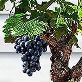 85 Stück Bonsai Zwerg Mini Traubenkerne Köstliche Obstpflanze Garten Balkon Dekor Garten Pflanzensamen Traubenkerne Foto, bester Preis 1,55 € neu 2024