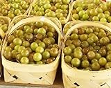 HEIRLOOM NON GMO Giant SCUPPERNONG White Muscadine 5 seeds Photo, best price $13.50 new 2024