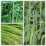 Long Bean Seeds 30g Snake Yard-Long Asparagus Bean Red Noodle Pole Bean Garden Vegetable Green Fresh Chinese Seeds for Planting Outside Door Cooking Dish Taste Sweet Delicious Photo, best price $9.99 ($9.44 / Ounce) new 2024