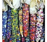 Gem Corn Seeds for Planting(50 Seeds) Photo, best price $7.98 ($0.16 / Count) new 2024