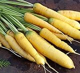 David's Garden Seeds Carrot Solar Yellow 4185 (Yellow) 200 Non-GMO, Open Pollinated Seeds Photo, best price $3.95 new 2024