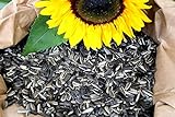 Futterbauer 10 Kg gestreifte Sonnenblumenkerne Foto, bester Preis 18,99 € (1,90 € / kg) neu 2024