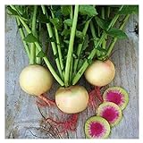 Watermelon Radish Seeds | Heirloom & Non-GMO Vegetable Seeds | Radish Seeds for Planting Home Outdoor Gardens | Planting Instructions Included with Each Packet Photo, best price $6.95 new 2024