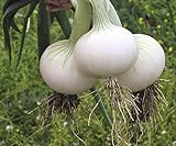 Seeds Onion White Queen Giant Heirloom Vegetable for Planting Non GMO Photo, best price $7.99 new 2024