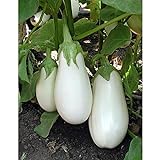 White Star Eggplant Seeds(Hybrid) Seeds (40 Seed Pack) Photo, best price $4.69 ($0.12 / Count) new 2024