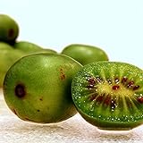 Hardy Kiwi Seeds (Actinidia arguta) 20+ Rare Cold-Tolerant Tropical Fruit Seeds in FROZEN SEED CAPSULES for The Gardener & Rare Seeds Collector - Plant Seeds Now or Save Seeds for Years Photo, best price $14.95 new 2024