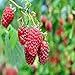 Photo Boyne Raspberry - 5 Golden Raspberry Plants - Everbearing - Organic Grown -
