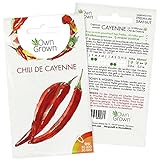 Chilisamen Chili de Cayenne: 5 Premium Cayenne Chili Samen zum Anbau von Chili Pflanzen für Balkon, Kübel und Garten – Cayenne Samen für frische Chilipflanzen – Chili Samen scharf von OwnGrown Foto, bester Preis 2,95 € (2,95 € / stück) neu 2024