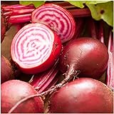 Seed Needs, Chioggia Beets (Beta vulgaris) Bulk Package of 2,000 Seeds Non-GMO Photo, best price $7.49 new 2024