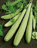 David's Garden Seeds Cucumber Slicing Armenian Yard Long 9184 (Green) 25 Non-GMO, Heirloom Seeds Photo, best price $4.45 new 2024